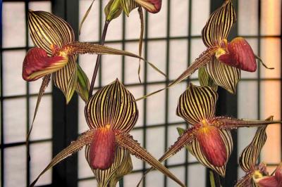 ZebraOrchid4885w2.jpg