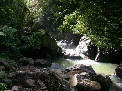 A stream in El Yunque