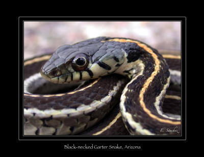 g3/86/10486/3/56264345.BlackNeckGarter.jpg
