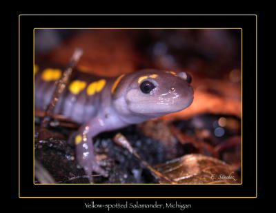 g3/86/10486/3/56266799.YellowSal.jpg