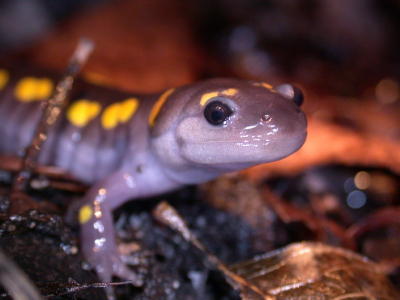 Salamanders of Michigan