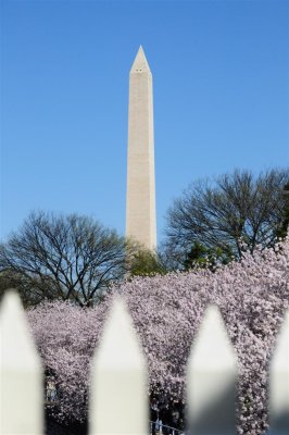 Cherry blossom in D.C. - 2009