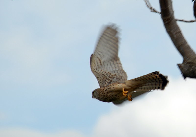 Falcon Flight