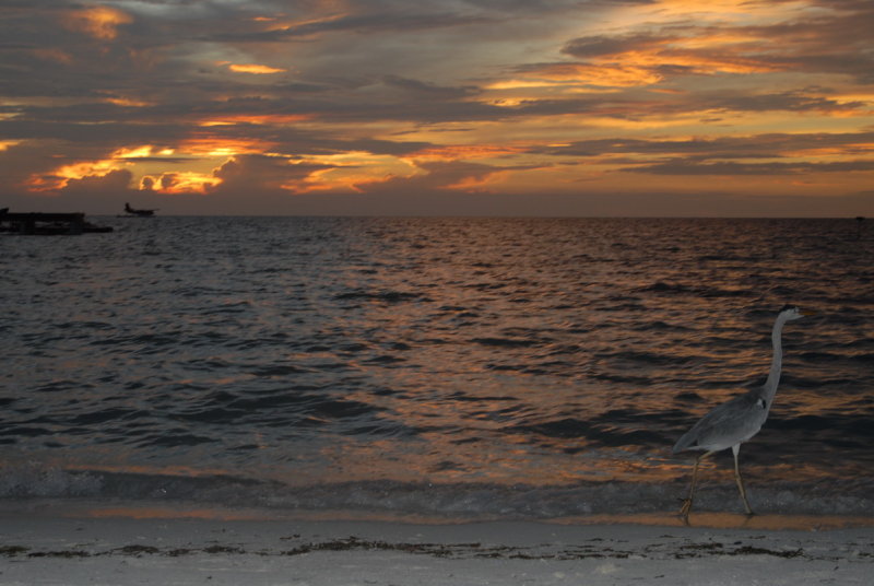 DSC_0293_resize.JPG
