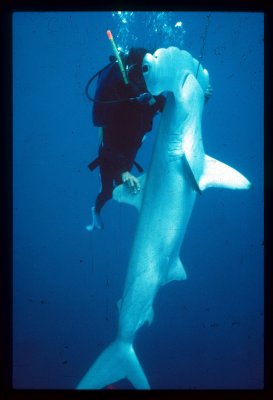 Eugenie Clark on National Geo Shark Story