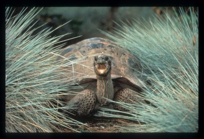Giant Tortoise, Aldabara Story National Geographic, David Doubilet 1995