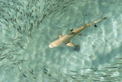 sharks breakfast_resize.jpg
