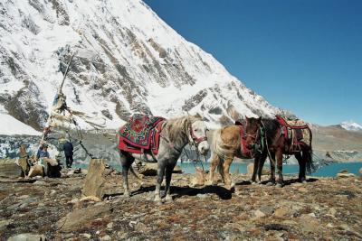 Lac Tilicho 5000 m