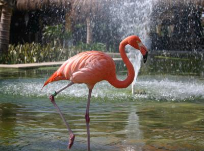 Flamingo.jpg