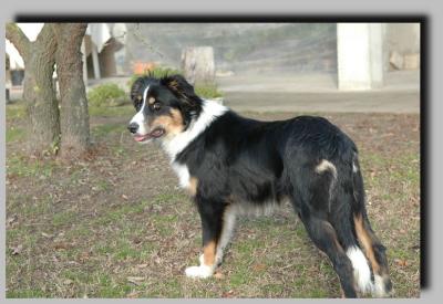 Golia_3863
