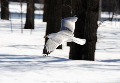 Oiseaux