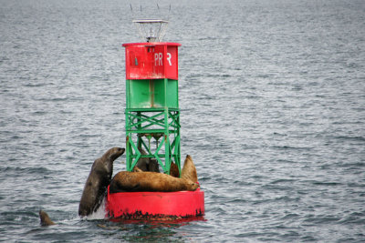 Stellar Seals, Juneau