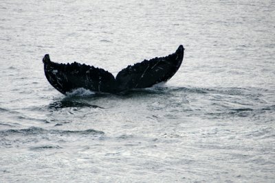 Whale Tail, Juneau