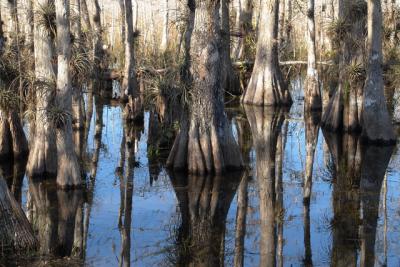 Big Cypress