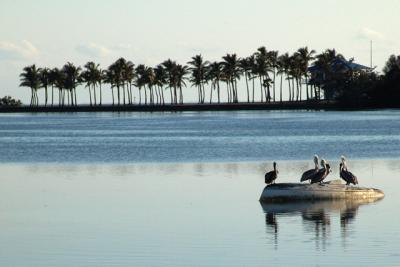 Pelicans