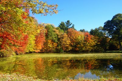 Fall on the Pond 207