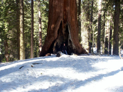 me standing inside a tree.jpg