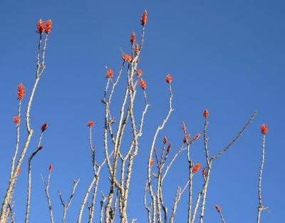 ocotillo, borrego springs, 2006