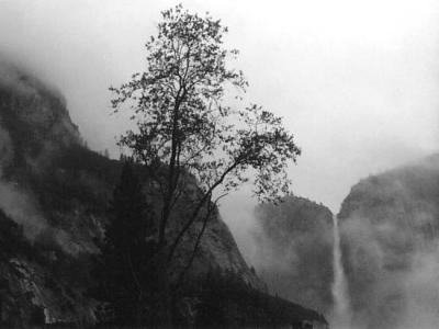 yosemite falls, tree, 1986