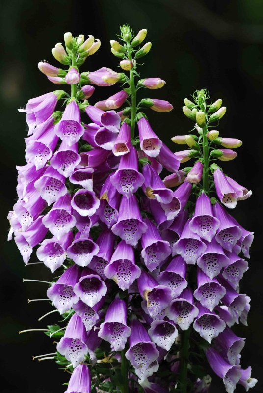 flowers2.jpg