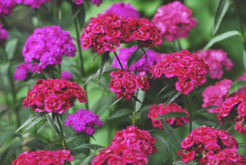 flowers3.jpg