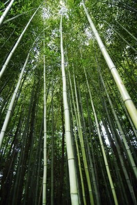 bamboo.jpg
