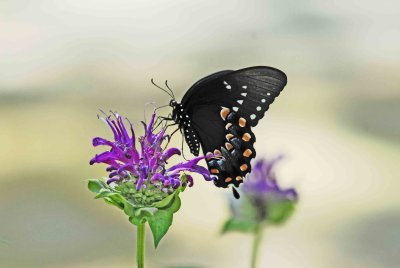 butterfly 123.jpg