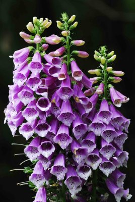 flowers2.jpg