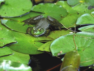 frog.jpg