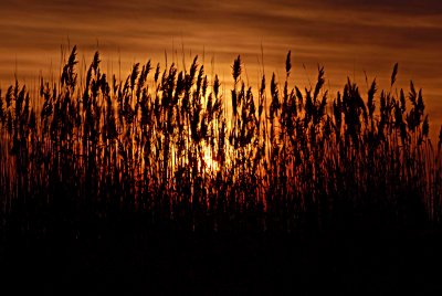 Sunset reeds East Point_edited-1.jpg