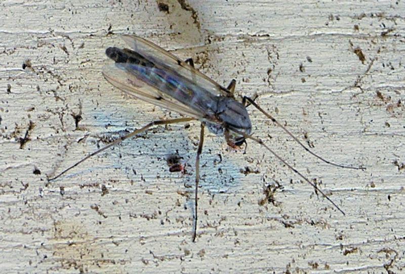 Chironomid Midge