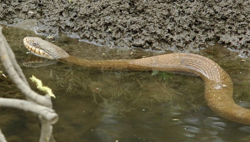 Water Snake