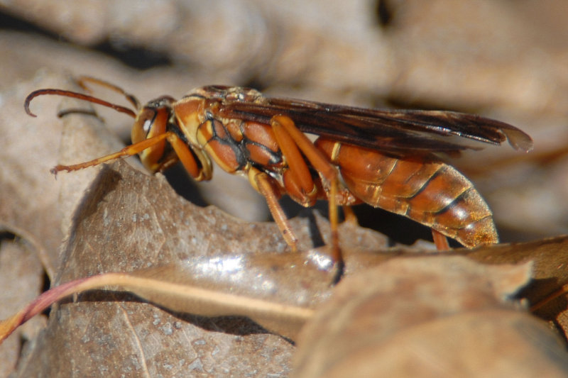  Polistes rubiginosus 