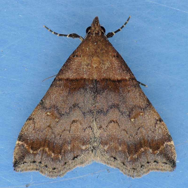8338 Dark-banded Owlet - Phalaenophana pyramusalis