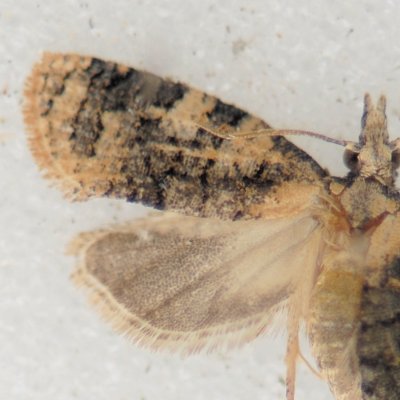 3743  Exasperating Platynota - Platynota exasperatana ***