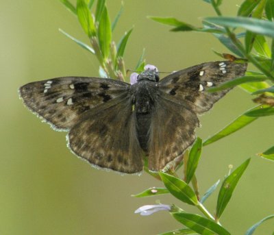 Horace's Duskywing Skipper female