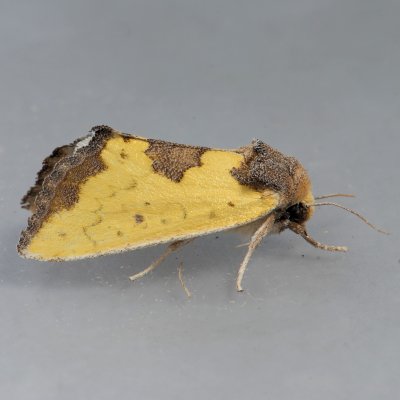 9785 Yellow Sunflower Moth  Stiria rugifrons