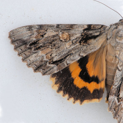 8798 The Bride - Catocala neogama