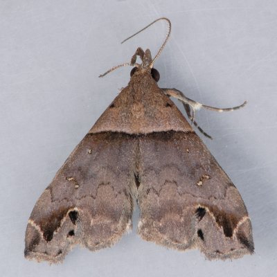 8393  Ambiguous Moth - Lascoria ambigualis