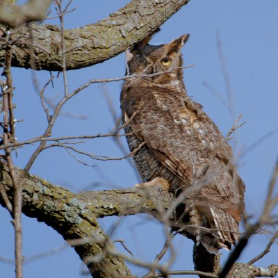 Great Horned Owl near nest
