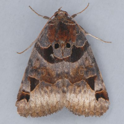 8731  Toothed Somberwing  Euclidia cuspidea