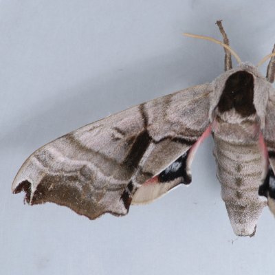 7821 Twin-spotted Sphinx - Smerinthus jamaicensis
