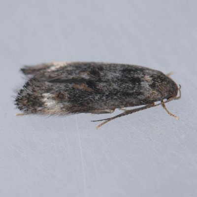 Gelechidae by DNA