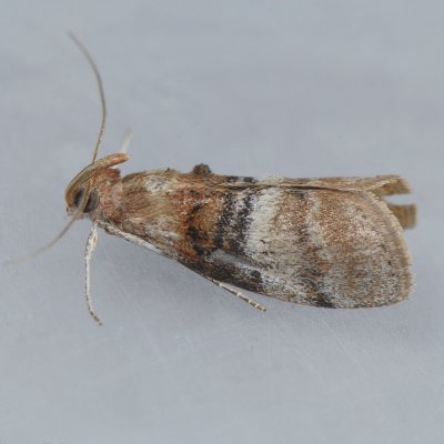 5604 Sycamore Webworm Moth  Pococera militella