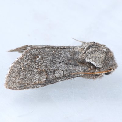 10012 Chosen Sallow  Psaphida electilis