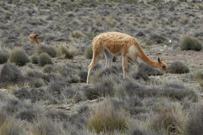 Altiplano  (High plain) - Vicuna