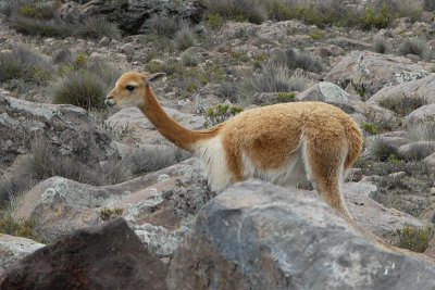 Altiplano - Vicuna