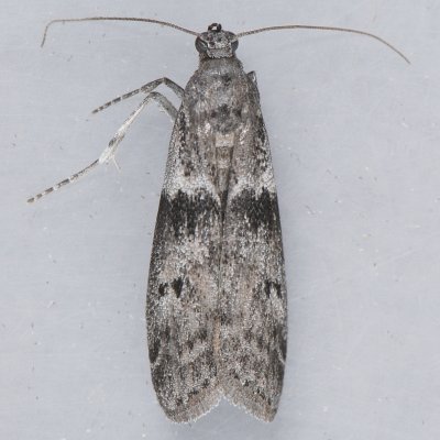 6020 Ephestia kuehniella
