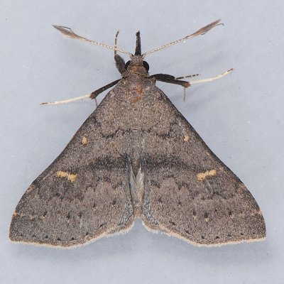 8386   Speckled Renia Moth - Renia adspergillus
