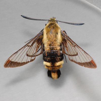 7855 Snowberry Clearwing - Hemaris diffinis